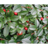 Cotoneaster dammeri (skalník Dammerův)