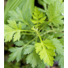 Pelyněk roční - Artemisia annua - semena pelyňku - 0,02 g