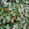 Skalník Dammerův (Cotoneaster dammeri)