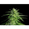 WEBLUX Fototapeta plátno Potent Medical Marijuana Plant - 36911963 Silná lékařská marihuana rostlina, 160 x 116 cm