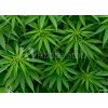 WEBLUX Fototapeta plátno Marijuana - 46939324 Marihuana, 160 x 116 cm