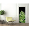 WEBLUX Samolepka na dveře fólie Potent Medical Marijuana Plant - 36911963 Silná lékařská marihuana rostlina, 90 x 220 cm