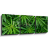 Obraz s hodinami 3D třídílný - 150 x 50 cm - Marijuana Marihuana