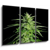 Obraz 3D třídílný - 105 x 70 cm - Potent Medical Marijuana Plant Silná lékařská marihuana rostlina