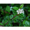 Cotoneaster dammeri - Skalník