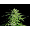WEBLUX Fototapeta plátno Potent Medical Marijuana Plant - 36911963 Silná lékařská marihuana rostlina, 330 x 244 cm