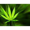 WEBLUX Fototapeta plátno Marijuana background - 42226543 Marihuana pozadí, 330 x 244 cm