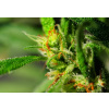 WEBLUX Fototapeta plátno Marijuana - 18646563 Marihuana, 174 x 120 cm