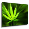Skleněný obraz 1D - 100 x 70 cm - Marijuana background Marihuana pozadí