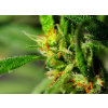 WEBLUX Samolepka fólie Marijuana - 18646563 Marihuana, 100 x 73 cm