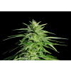WEBLUX Fototapeta plátno Potent Medical Marijuana Plant - 36911963 Silná lékařská marihuana rostlina, 174 x 120 cm