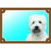 Dafiko Tabulka west highland white terrier