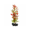 Rostlina TETRA Red Ludwigia 23cm