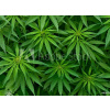 WEBLUX Samolepka fólie Marijuana - 46939324 Marihuana, 100 x 73 cm