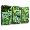 Obraz 3D třídílný - 90 x 50 cm - marijuana marihuana