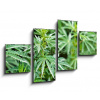 Obraz 4D čtyřdílný - 100 x 60 cm - marijuana marihuana
