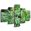 Obraz 5D pětidílný - 150 x 100 cm - marijuana marihuana