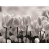 Donga Fototapeta Biele a Čierne Tulipány rozmery 254x368 cm