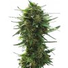Nuka Seeds - Automaton 3 kusy - Semená neobsahujú THC Nuka Seeds - Automaton 3 kusy - Semená neobsahujú THC