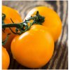 Semená paradajky Zlatý Ożarowski 0,50 g Semená paradajky Zlatý Ożarowski 0,50 g