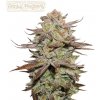 Seedstockers Superior - Sticky Fingers Auto 25 ks - Semená neobsahujú THC Seedstockers Superior - Sticky Fingers Auto 25 ks - Semená neobsahujú THC