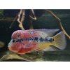 Aquascaperi Cichlida Flowerhorn - Cichlasoma / flowerhorn Aquascaperi Cichlida Flowerhorn - Cichlasoma / flowerhorn