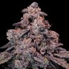 Anesia Seeds - Mangosteen Glitch Auto 5 ks - semená neobsahujú THC Anesia Seeds - Mangosteen Glitch Auto 5 ks - semená neobsahujú THC