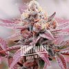 Blimburn Seeds Semená kanabisu Glookies Feminized 9 ks Blimburn Seeds Semená kanabisu Glookies Feminized 9 ks