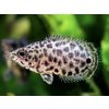 Aquascaperi Ktenopoma škvrnitá - Ctenopoma / acutirostre Aquascaperi Ktenopoma škvrnitá - Ctenopoma / acutirostre