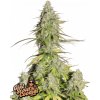 Fast Buds Cannabis Seeds Girl Scout Cookies Auto 3 ks Fast Buds Cannabis Seeds Girl Scout Cookies Auto 3 ks