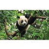 Fototapeta na stenu - FT5120 - Panda 312cm x 219cm - Vliesová fototapeta Fototapeta na stenu - FT5120 - Panda 312cm x 219cm - Vliesová fototapeta
