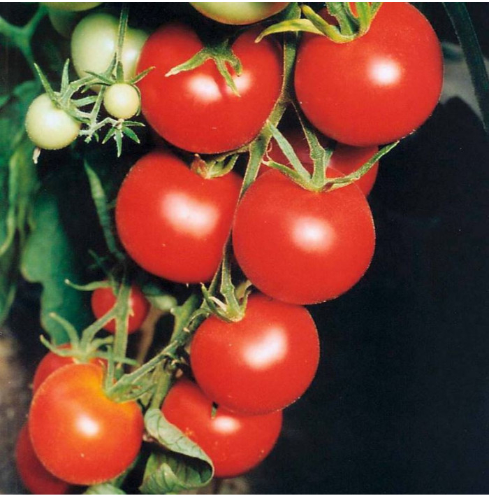 Paradajka Tamina - Solanum lycopersicum - semená paradajky - 20 ks