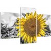 Slnečnica na čiernobielom pozadí (Obraz 90x60cm) Slnečnica na čiernobielom pozadí (Obraz 90x60cm)