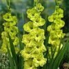 Gladiolus Kio Gladiolus Kio