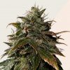 Kera Seeds - Burmese Kush 3 ks - Semená neobsahujú THC Kera Seeds - Burmese Kush 3 ks - Semená neobsahujú THC