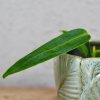 Anthurium Warocqueanum baby Anthurium Warocqueanum baby