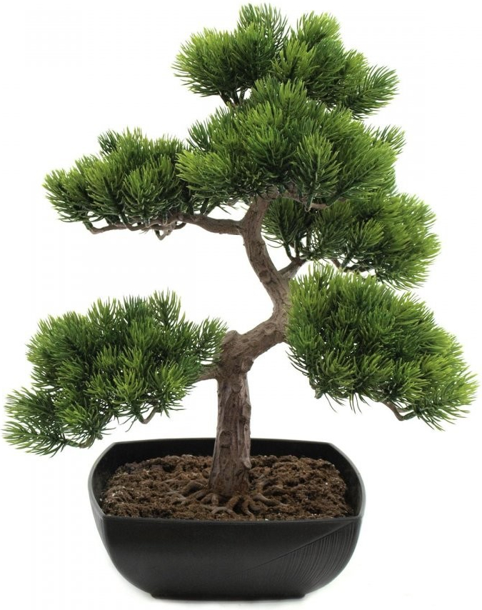 Bonsai borovice, 50 cm