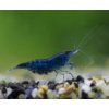 Toprybičky Neocaridina davidi - blue dream Toprybičky Neocaridina davidi - blue dream