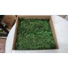 Stabilizovaný mach papraďový ( Fern moss ) - zelený Stabilizovaný mach papraďový ( Fern moss ) - zelený