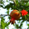 Granátovník - Punica Granatum - semiačka - 5 ks Granátovník - Punica Granatum - semiačka - 5 ks