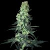 White Label - Amnesia White regular 10 ks - semená neobsahujú THC White Label - Amnesia White regular 10 ks - semená neobsahujú THC