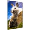 Vertikálny moderný akrylový fotoobraz Dva králiky 50x100 cm Vertikálny moderný akrylový fotoobraz Dva králiky 50x100 cm
