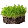 Mrkev na microgreens, 50 g Mrkev na microgreens, 50 g