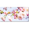 Foto obraz akrylový Kvety višne 100x50 cm Foto obraz akrylový Kvety višne 100x50 cm