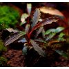 Bucephalandra Godzilla Bucephalandra Godzilla