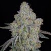 Green House Seed - Honey Dipper 10 ks - semená neobsahujú THC Green House Seed - Honey Dipper 10 ks - semená neobsahujú THC
