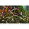 Persicaria sp. Sao Paulo (Košík Ø 5,5 cm) Persicaria sp. Sao Paulo (Košík Ø 5,5 cm)