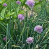 Pažítka pobrežná Splendidus - Allium schoenoprassum - semená - 200 ks Pažítka pobrežná Splendidus - Allium schoenoprassum - semená - 200 ks