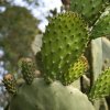 Opuncia - Indiánské figy - Opuntia ficus-indica - semená - 7 ks Opuncia - Indiánské figy - Opuntia ficus-indica - semená - 7 ks