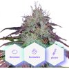 CBD Blueberry (1:16) - feminizované semienka 3 ks Cannapio CBD Blueberry (1:16) - feminizované semienka 3 ks Cannapio